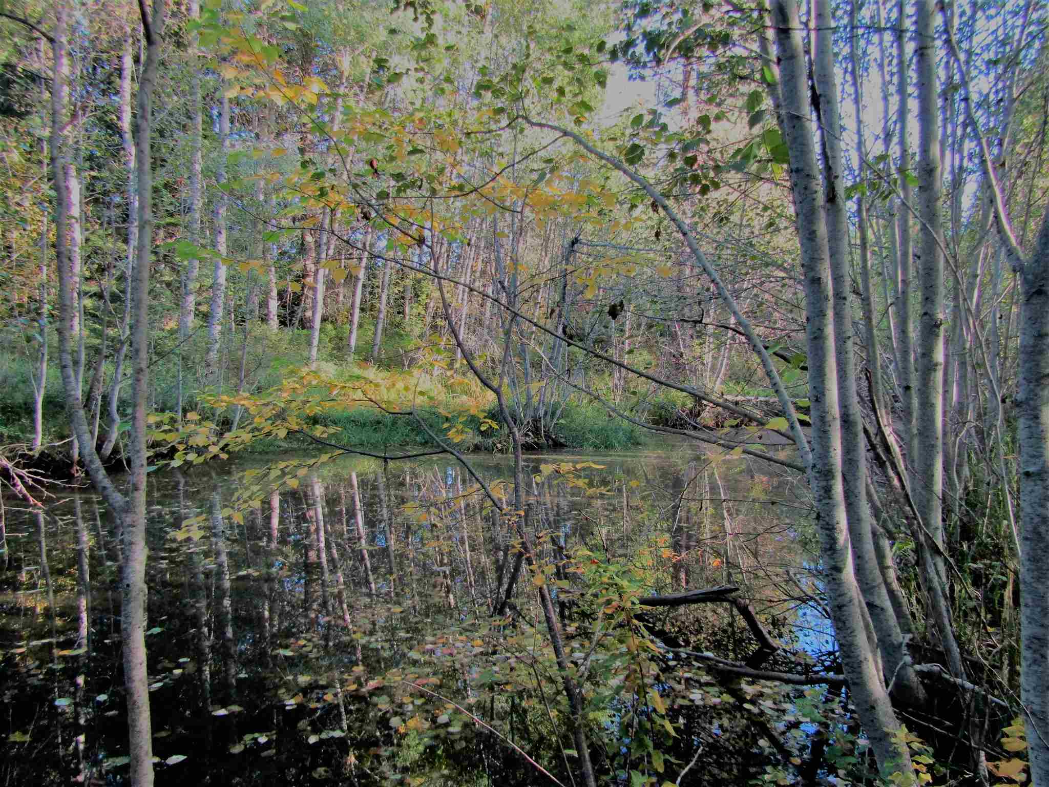 Tbd Baker Lake Road Newport, WA 99156 - Photo 21 of 22 Gallery Image 21