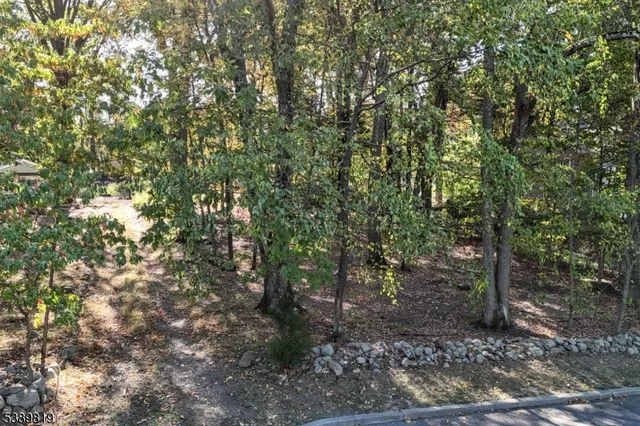 a view of a forest with trees in the background