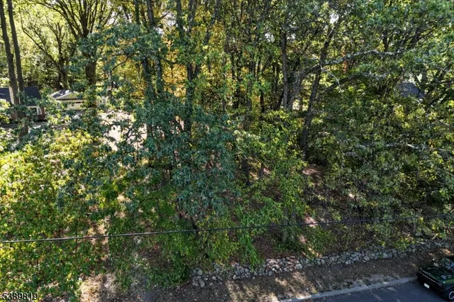 a view of a tree with a tree