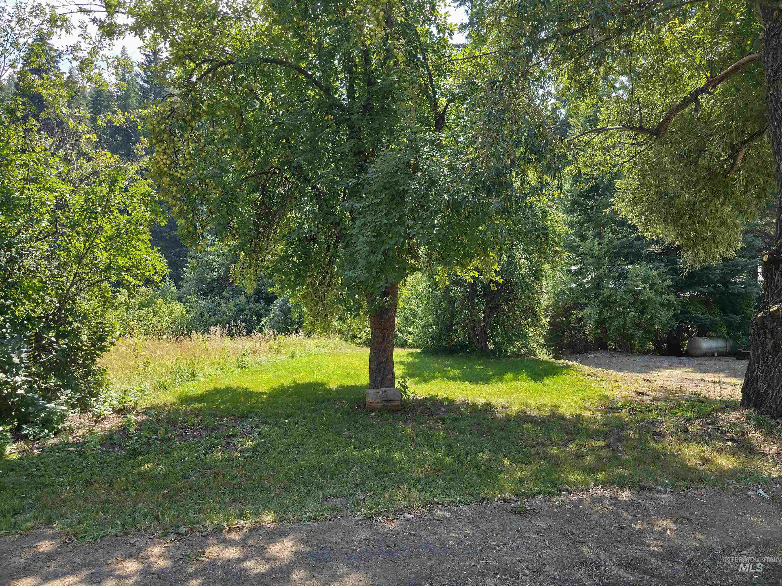 4482 Council Cuprum Road Council, ID 83612 - Photo 41 of 45 View of green lawn featuring a forest view