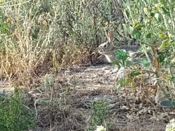 $2,950,000 | 8209 Mesa Road, Santee, CA 92071