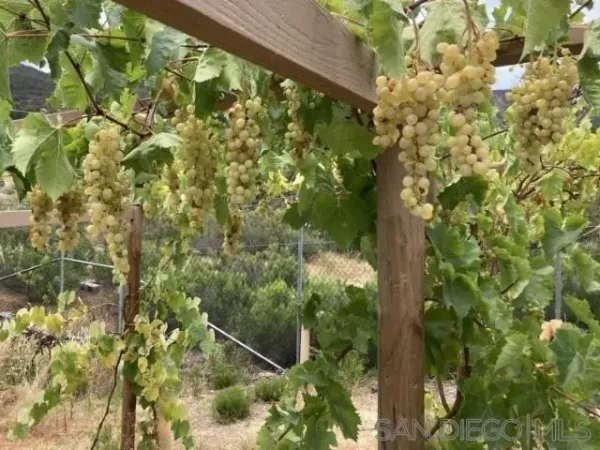 $2,950,000 | 8209 Mesa Road, Santee, CA 92071