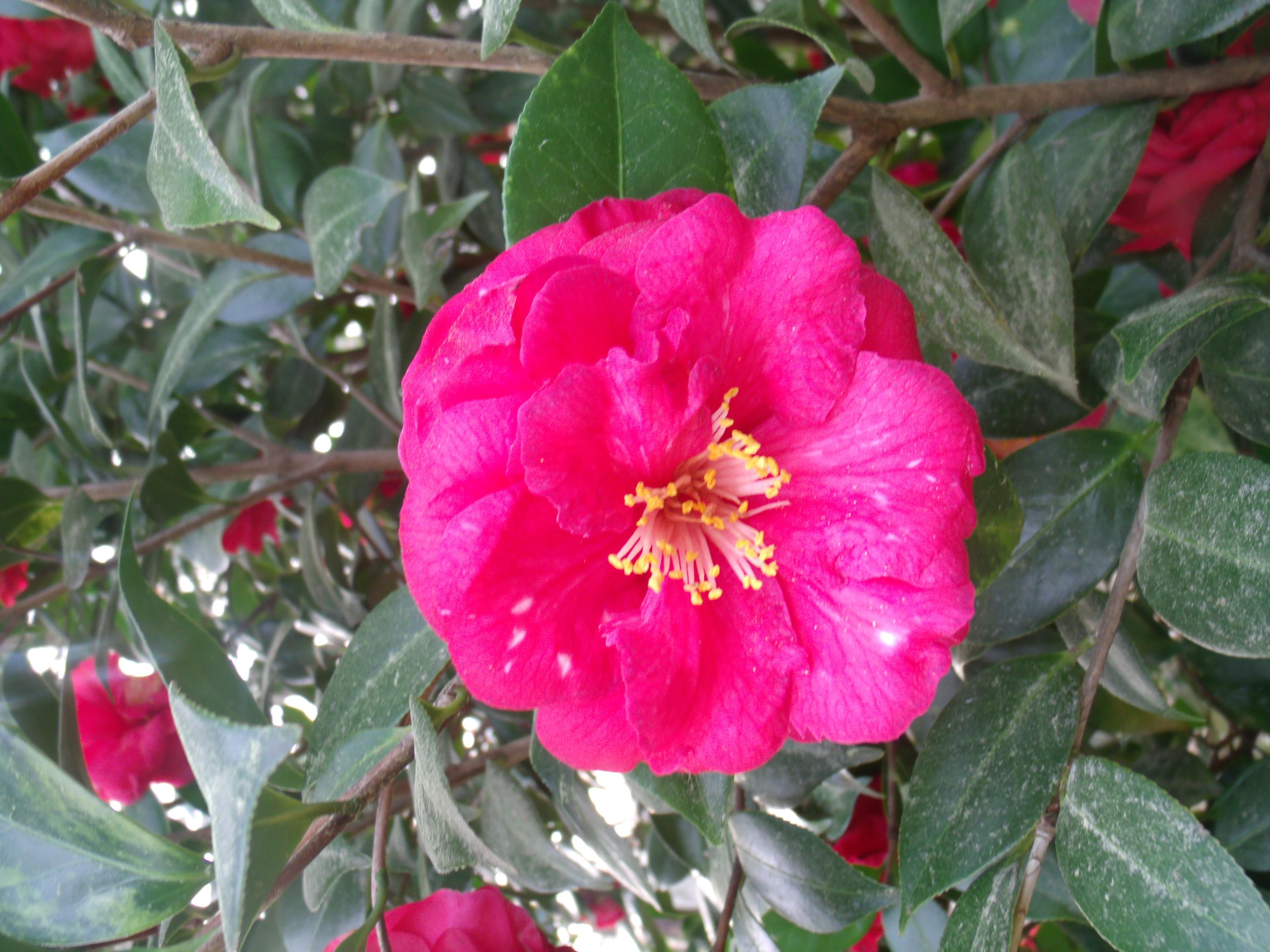 3161 Rehoboth Road Cottageville, SC 29435 - Photo 22 of 24 CamelliaTree