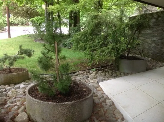 a view of a backyard with plants