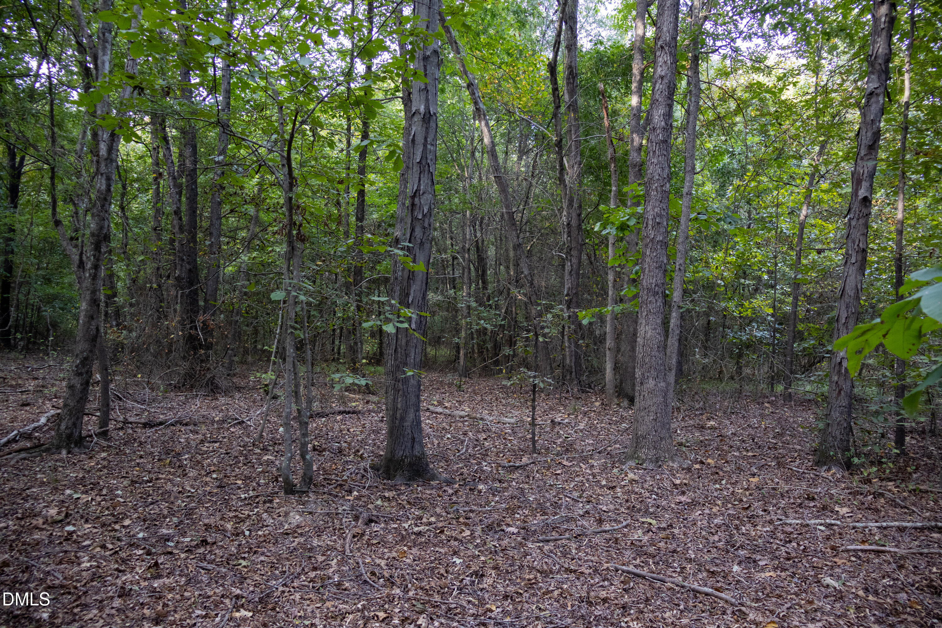 Tbd Winchester Road Monroe, NC 28110 - Photo 8 of 9 a view of a forest