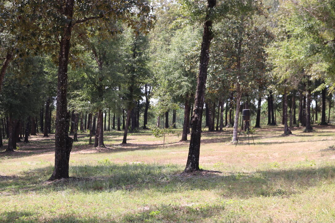 261 Wilkerson Road DeFuniak Springs, FL 32433 - Photo 11 of 15 a view of street with trees