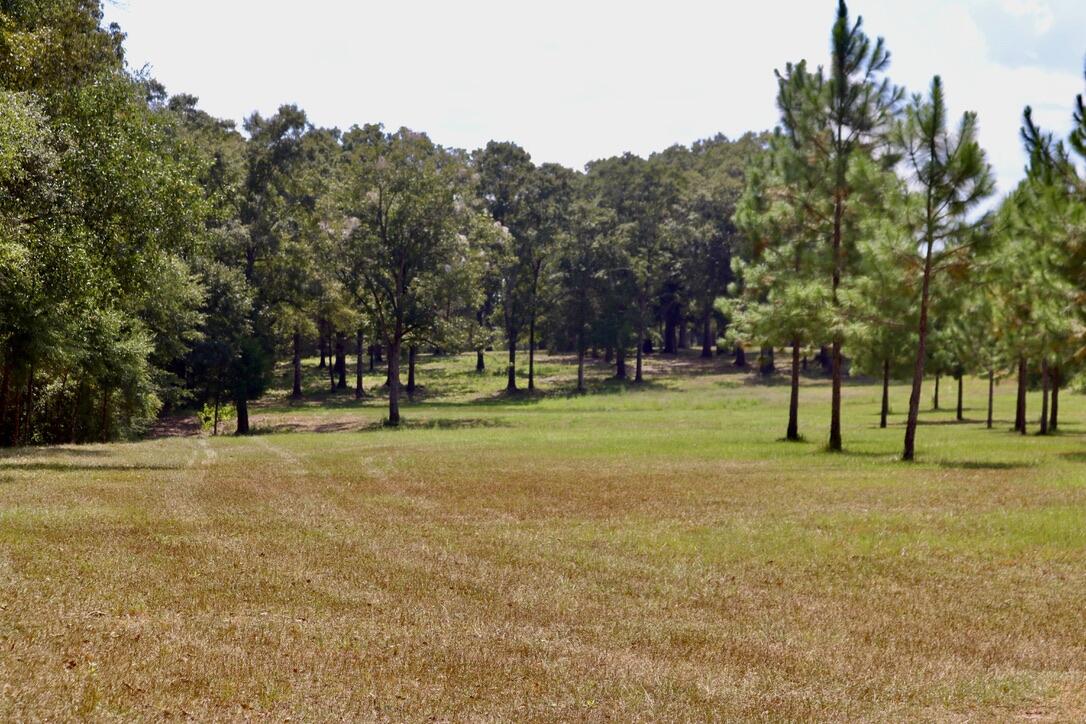 261 Wilkerson Road DeFuniak Springs, FL 32433 - Photo 14 of 15 a view of a trees in a park