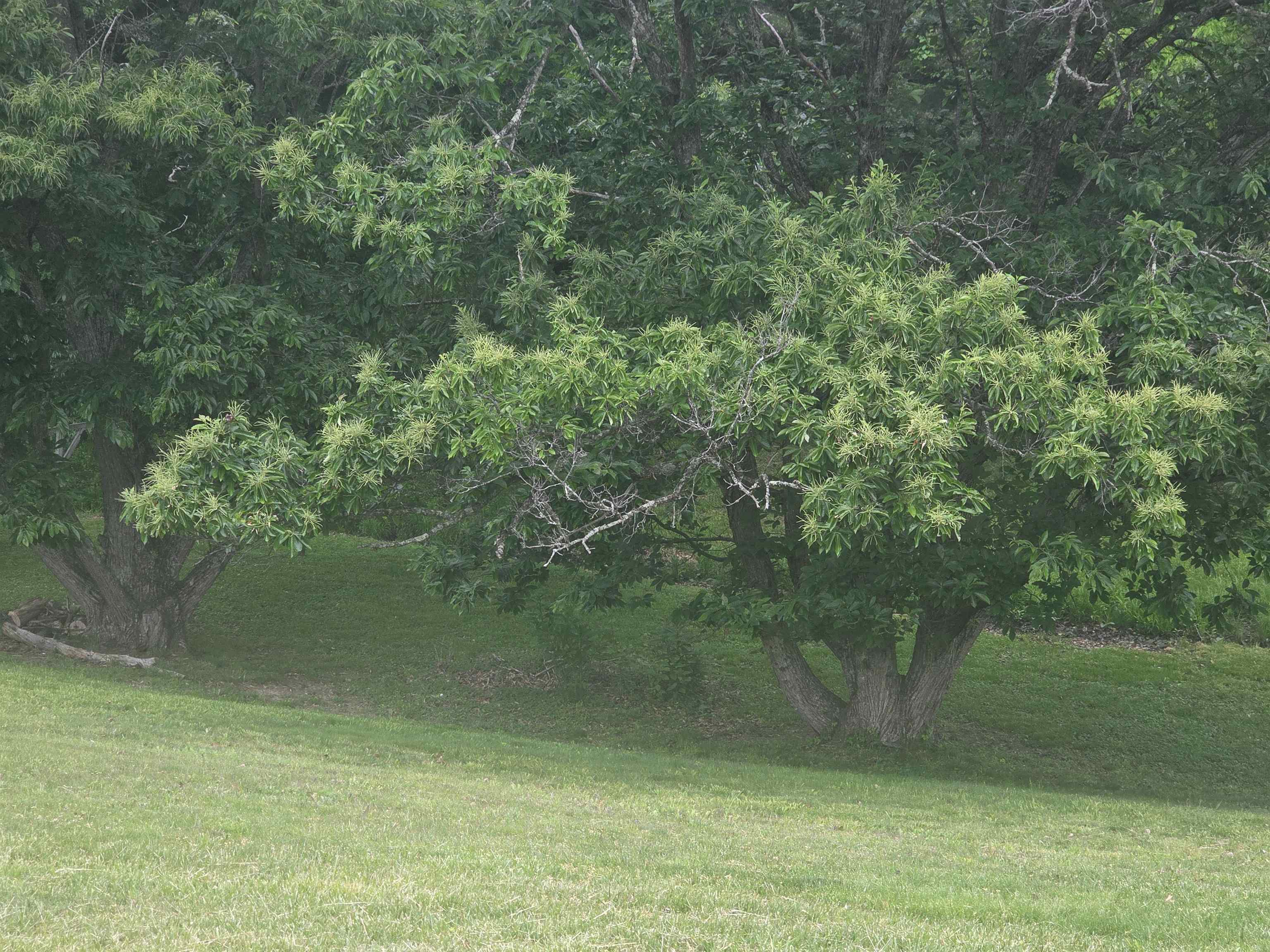 Meadowbrook Road Ashland, KY 41102 - Photo 8 of 12 Gallery Image 8