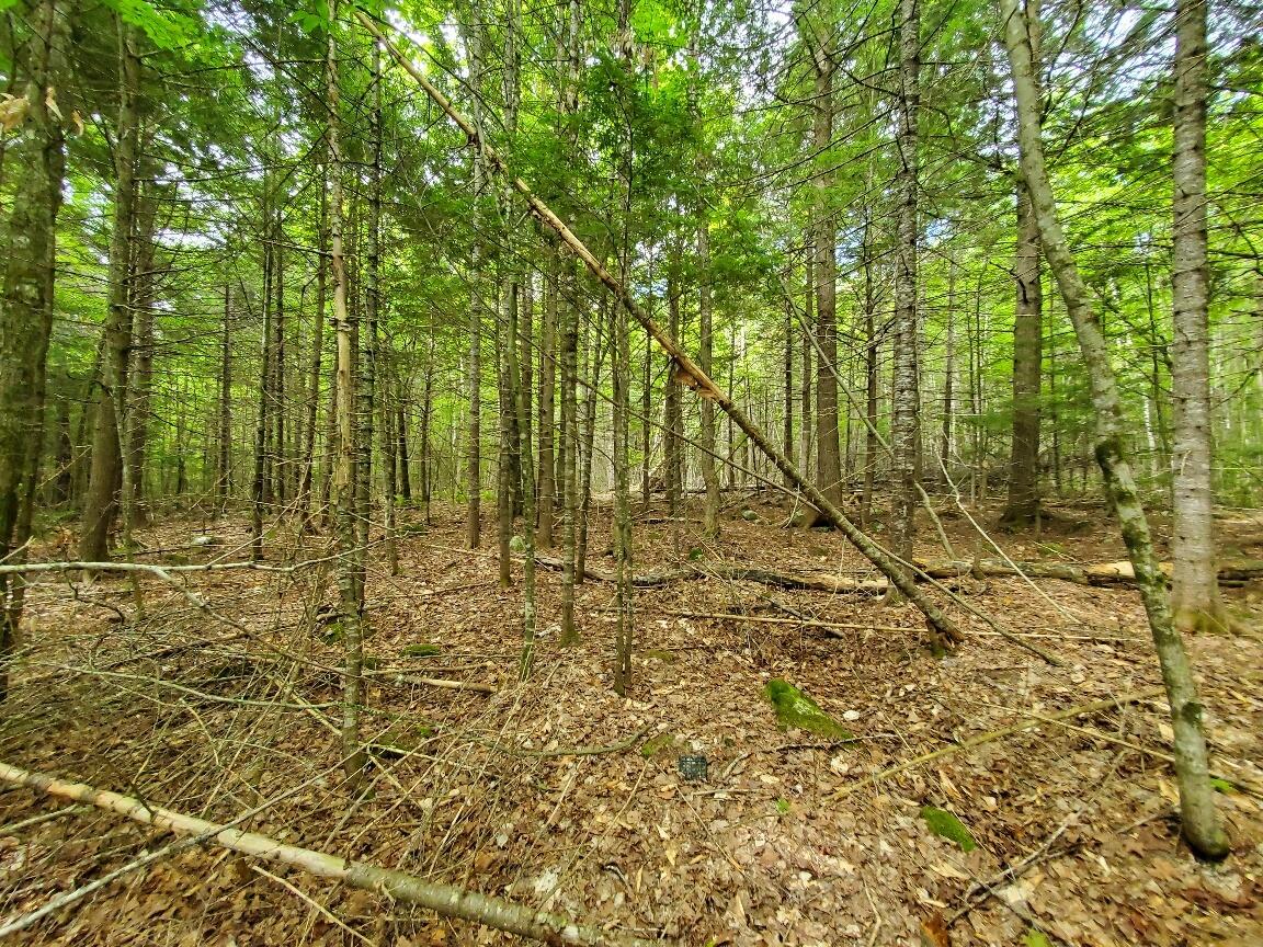 Map18-lot27 Sandy Beach Road Danforth, ME 04424 - Photo 17 of 28 interior where lot levels out