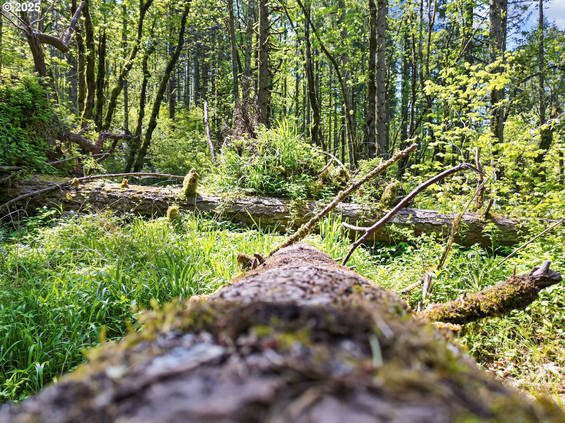 71st Street Springfield, OR 97478 - Photo 22 of 37