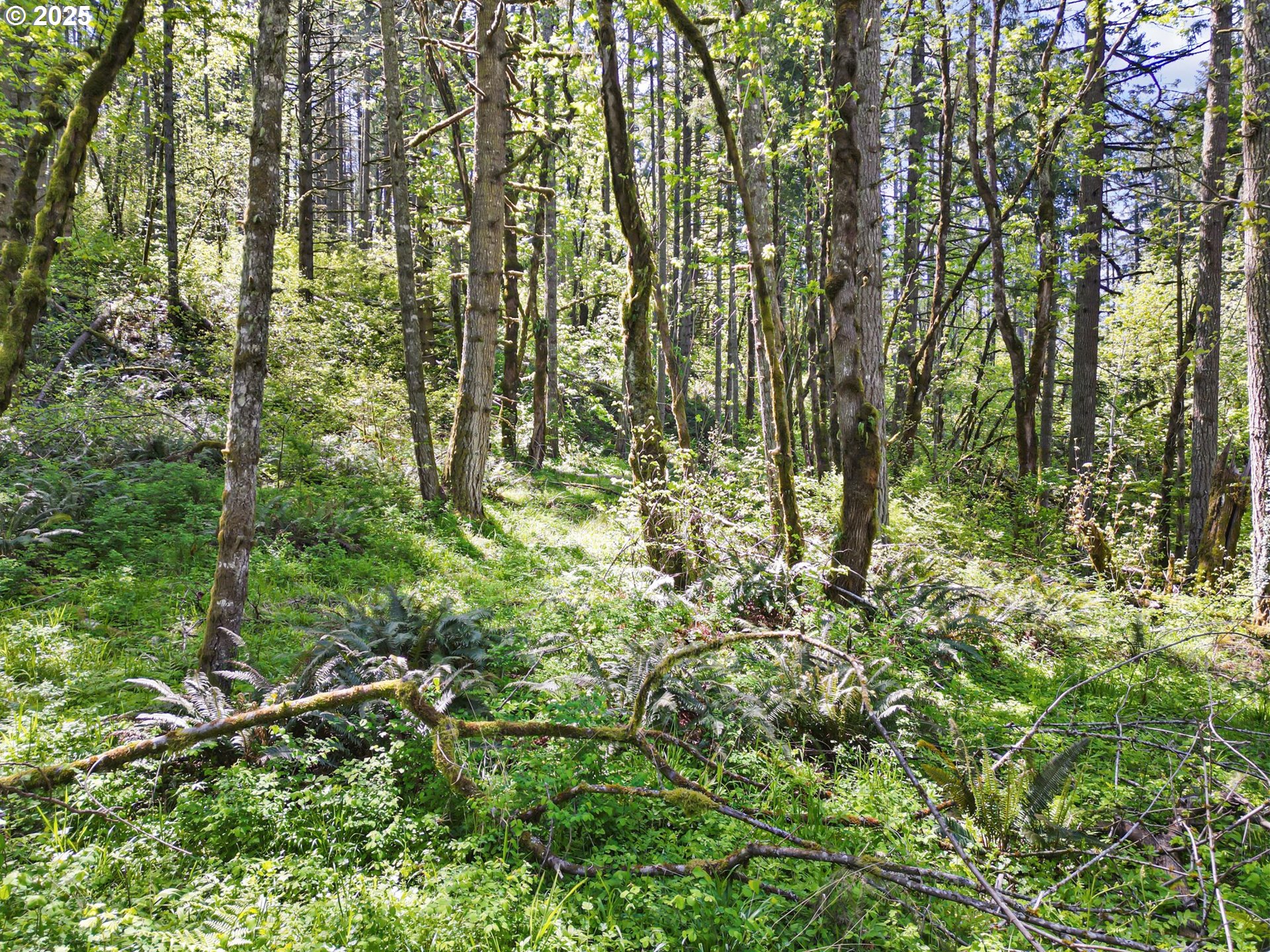 71st Street Springfield, OR 97478 - Photo 23 of 37