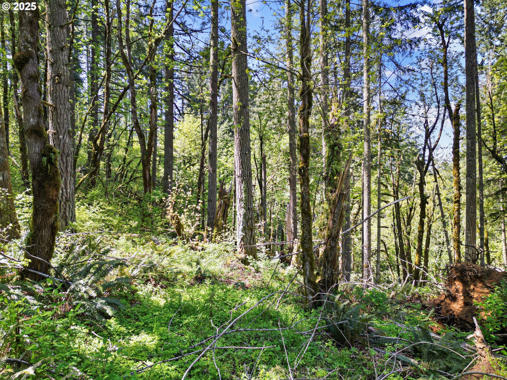 71st Street Springfield, OR 97478 - Photo 24 of 37