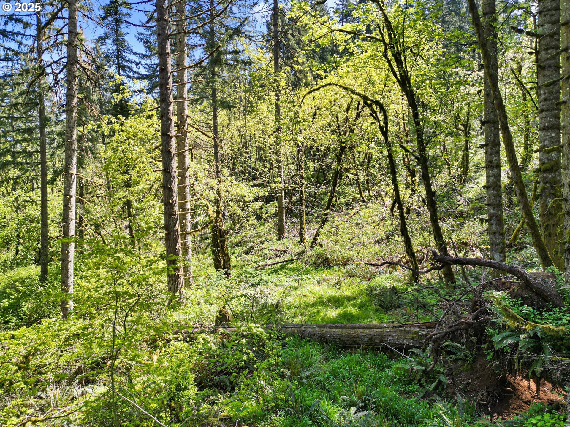 71st Street Springfield, OR 97478 - Photo 25 of 37