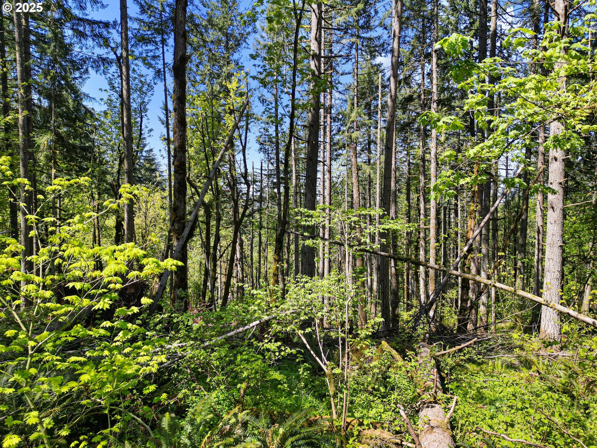 71st Street Springfield, OR 97478 - Photo 27 of 37