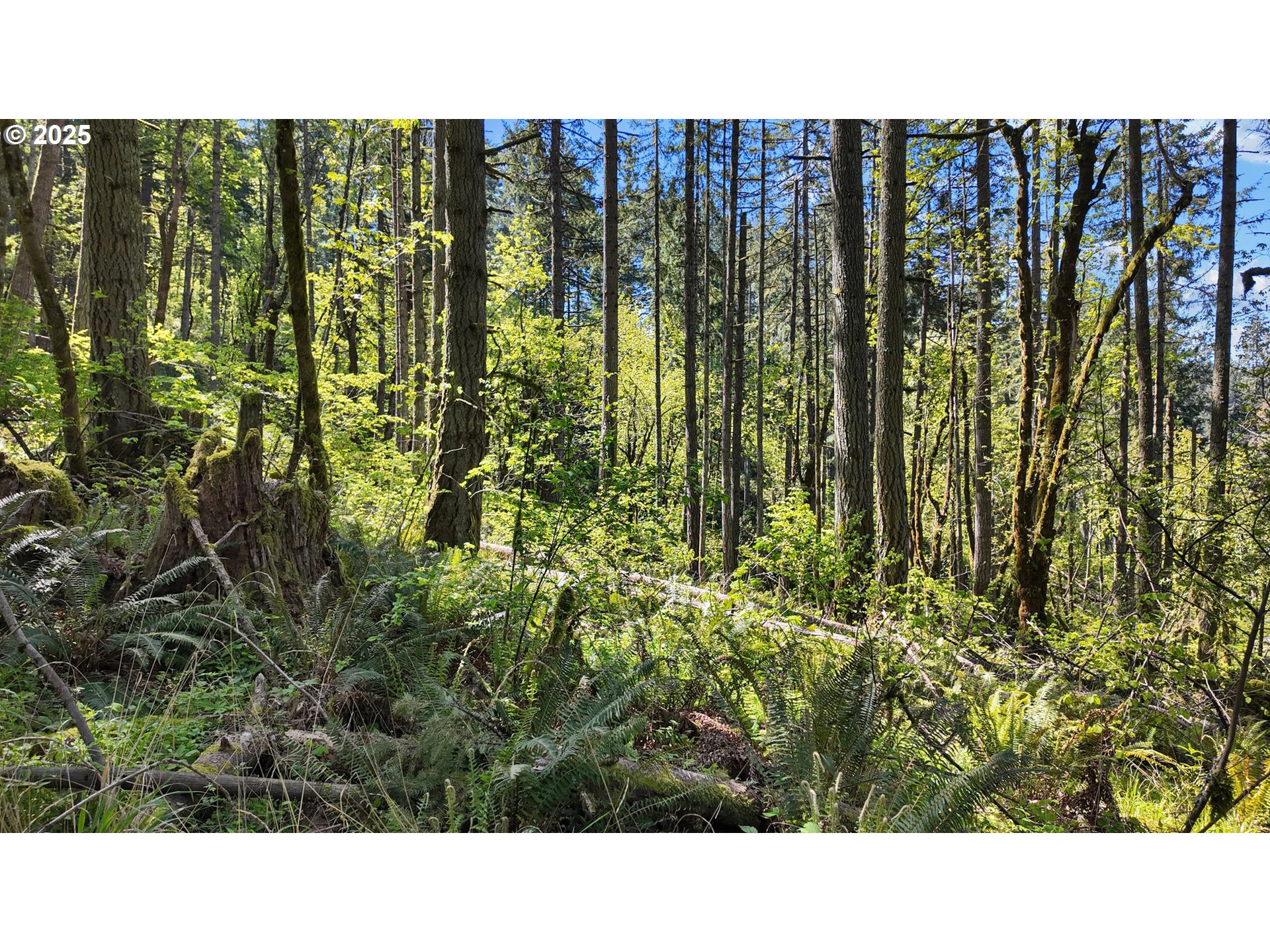 71st Street Springfield, OR 97478 - Photo 28 of 37