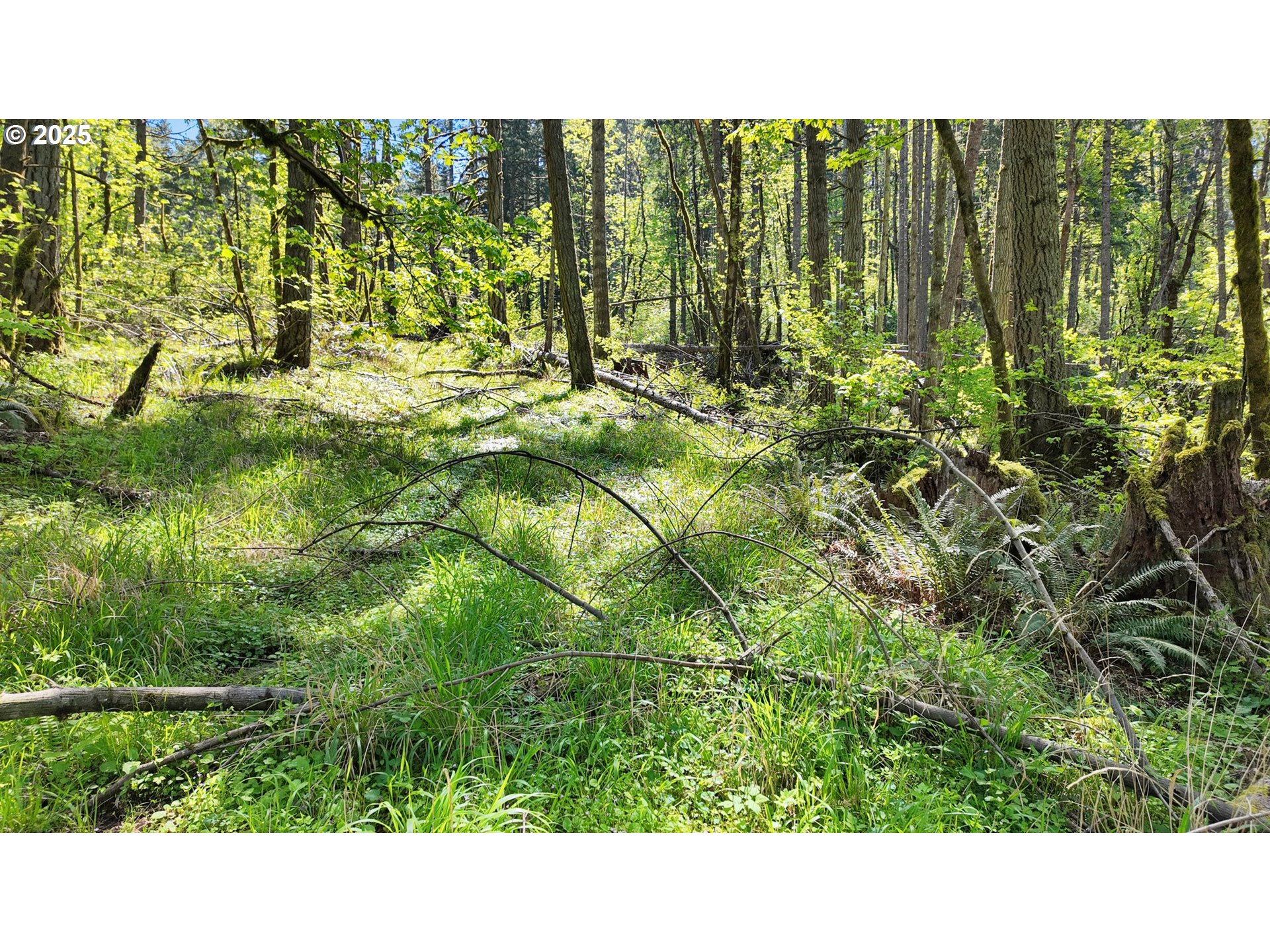 71st Street Springfield, OR 97478 - Photo 29 of 37