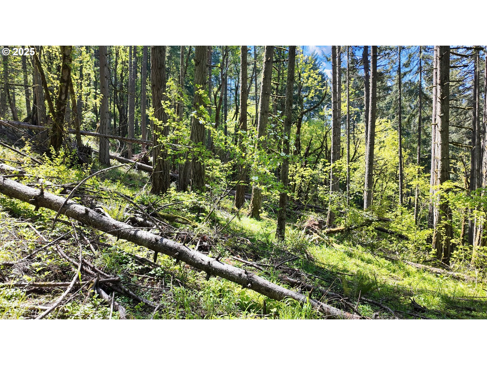 71st Street Springfield, OR 97478 - Photo 30 of 37