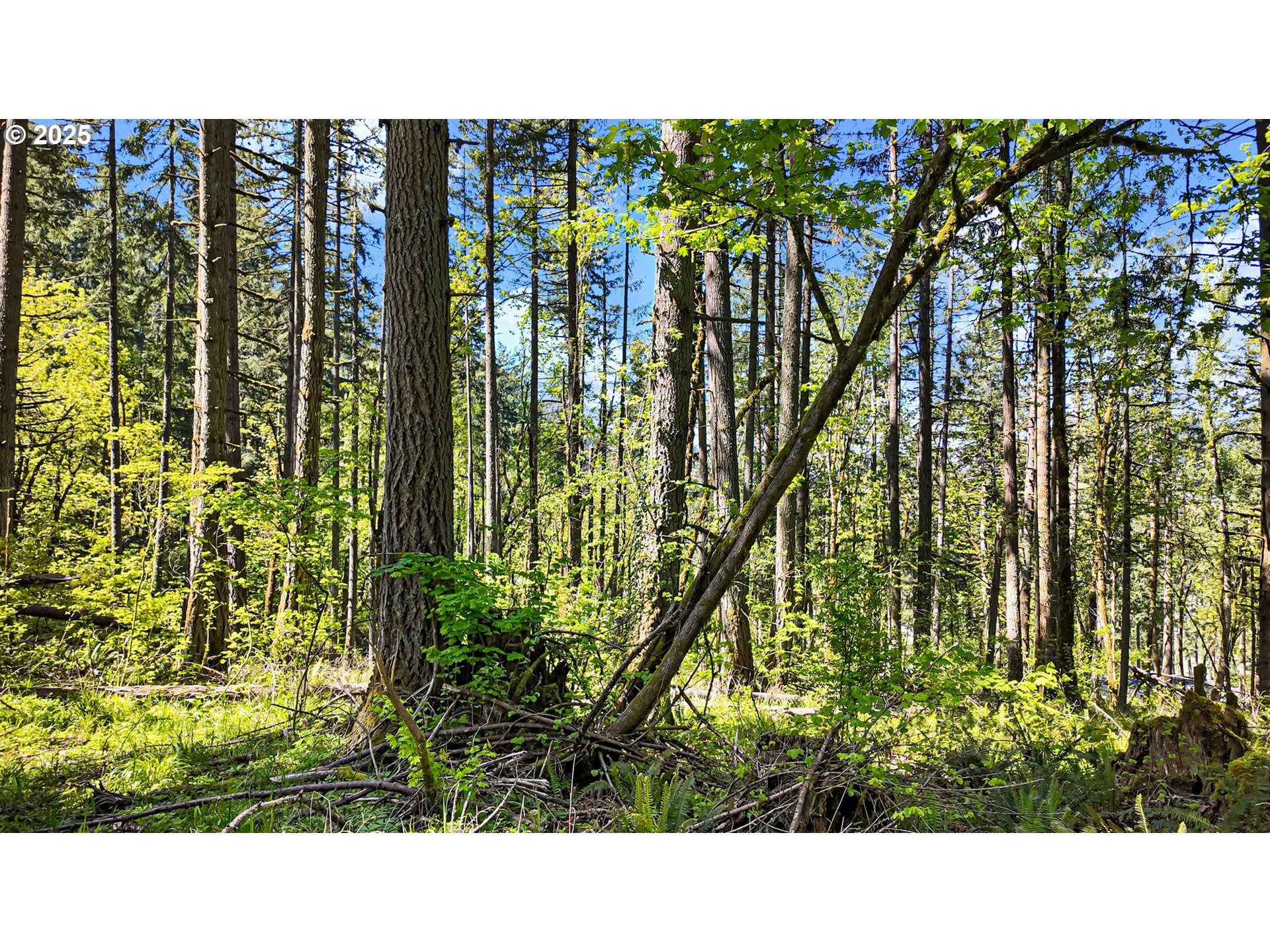 71st Street Springfield, OR 97478 - Photo 31 of 37