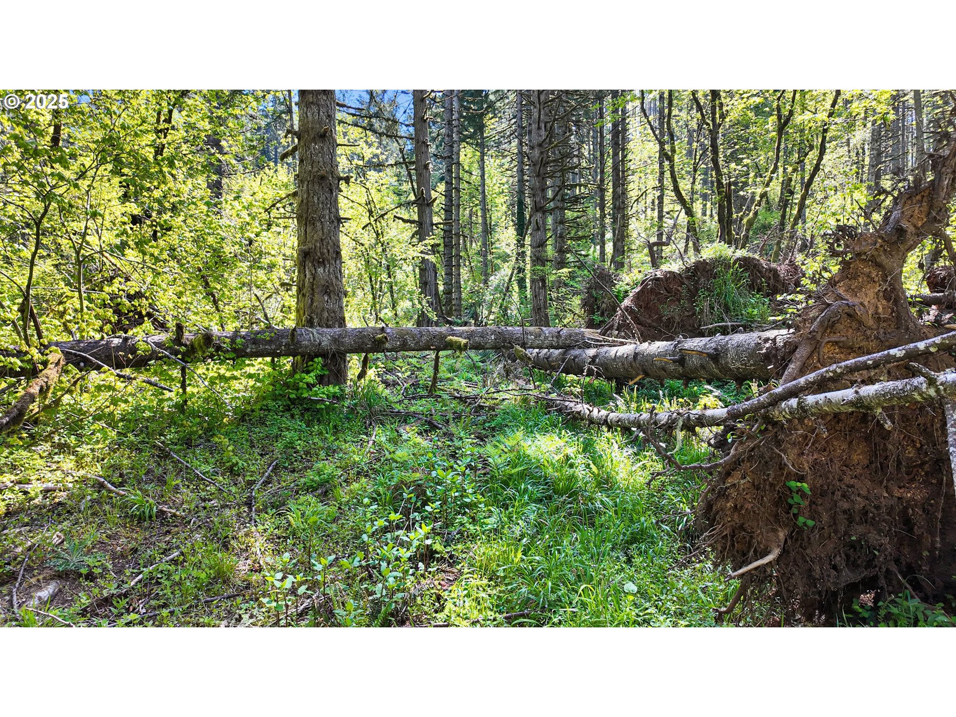 71st Street Springfield, OR 97478 - Photo 34 of 37