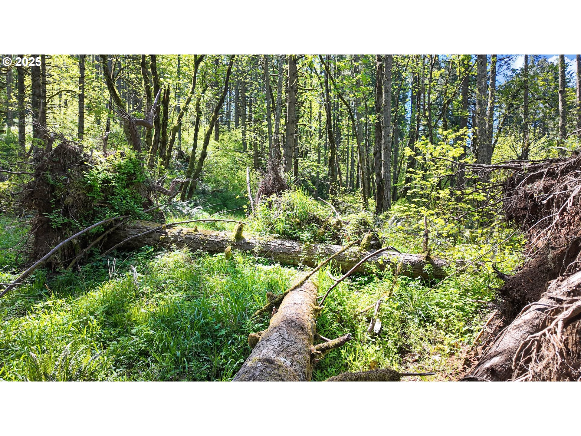 71st Street Springfield, OR 97478 - Photo 36 of 37