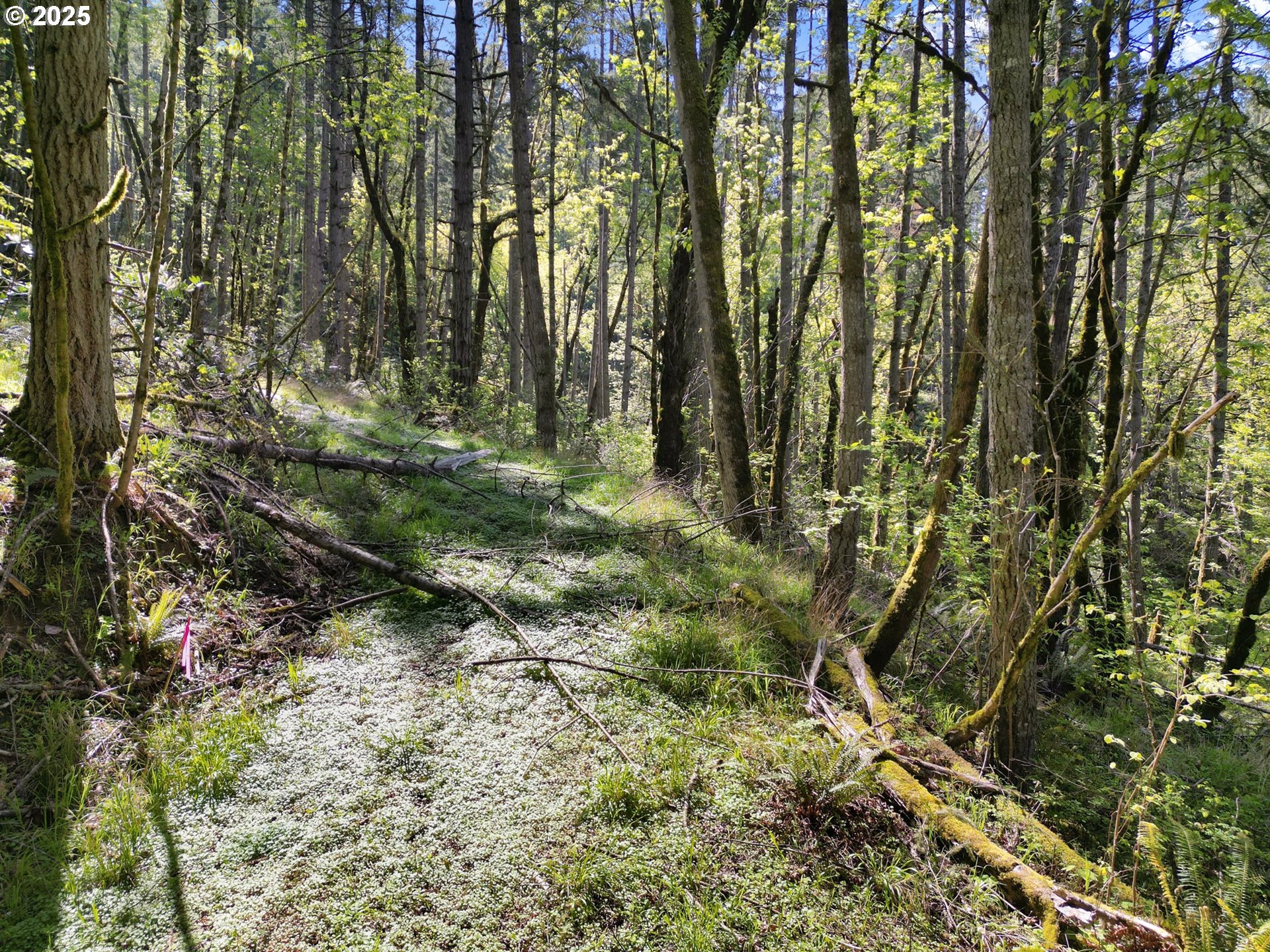 71st Street Springfield, OR 97478 - Photo 5 of 37