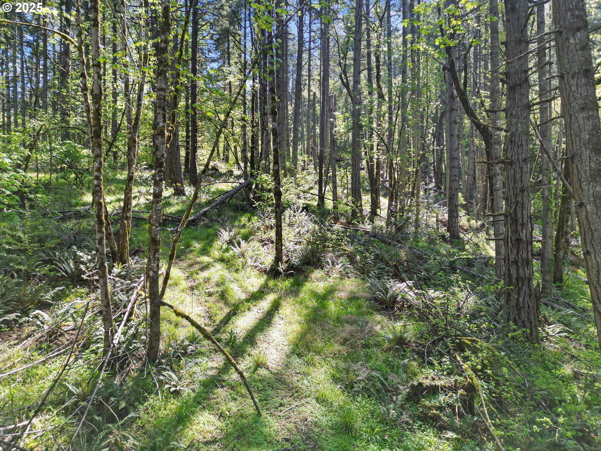 71st Street Springfield, OR 97478 - Photo 6 of 37