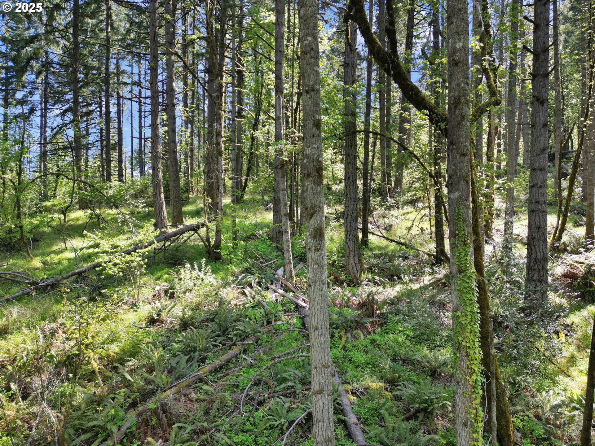 71st Street Springfield, OR 97478 - Photo 7 of 37