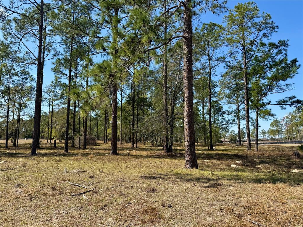 35135 Pinegate Trail Eustis, FL 32736 - Photo 19 of 23 a view of outdoor space with trees