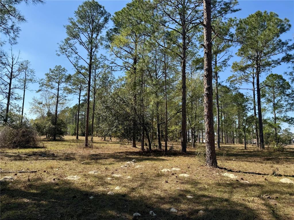 35135 Pinegate Trail Eustis, FL 32736 - Photo 22 of 23 a view of road with trees
