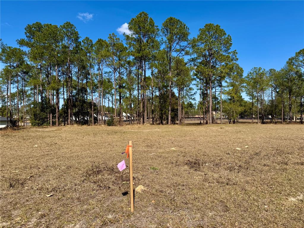 35135 Pinegate Trail Eustis, FL 32736 - Photo 5 of 23 a outdoor space with lots of palm trees