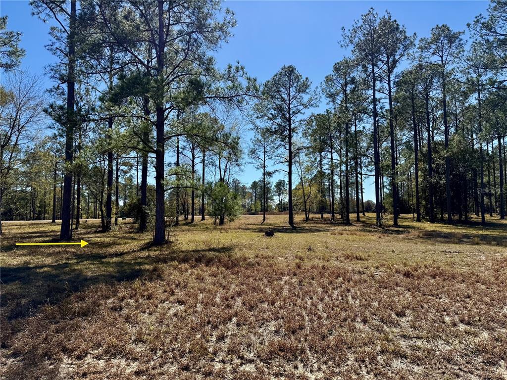 35135 Pinegate Trail Eustis, FL 32736 - Photo 10 of 23 a view of a yard with a house in the background