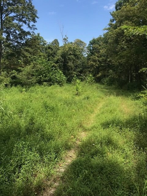 158-acres Eagle Tunnel Road Dry Ridge, KY 41035 - Photo 9 of 22 Gallery Image 9