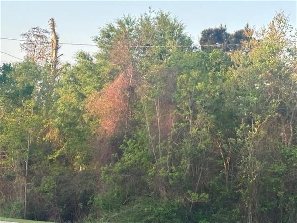 0 Big Woods Edgerly Road Vinton, LA 70668 - Photo 1 of 2