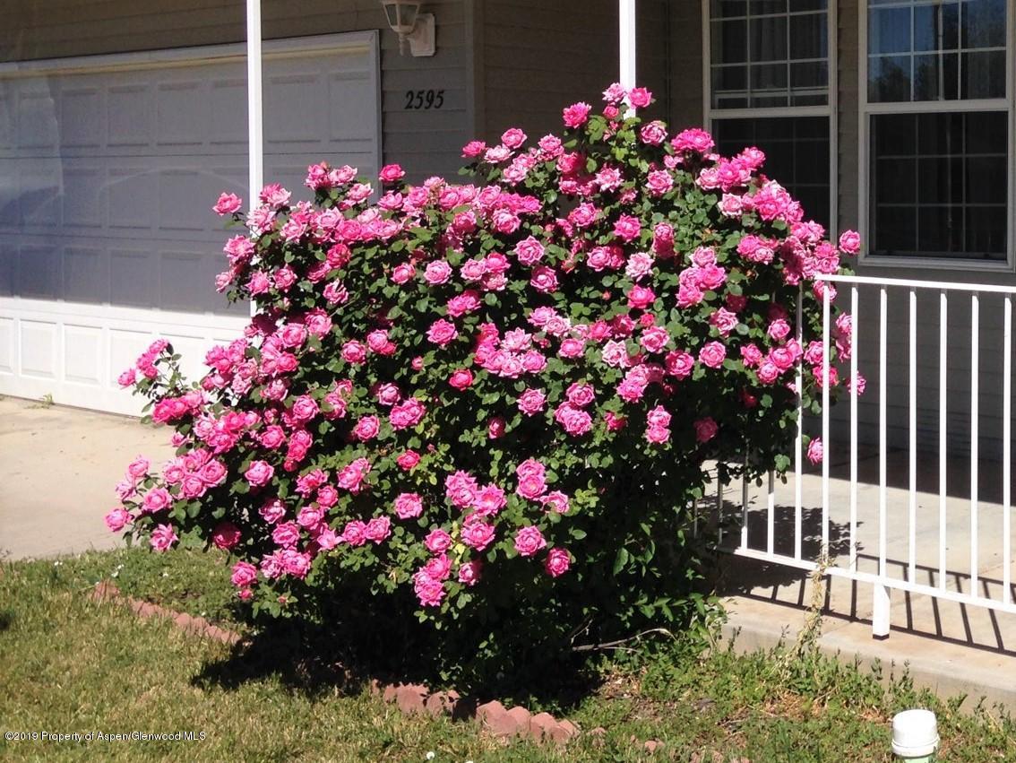 2595 Ute Avenue Rifle, CO 81650 - Photo 22 of 22 rose bush