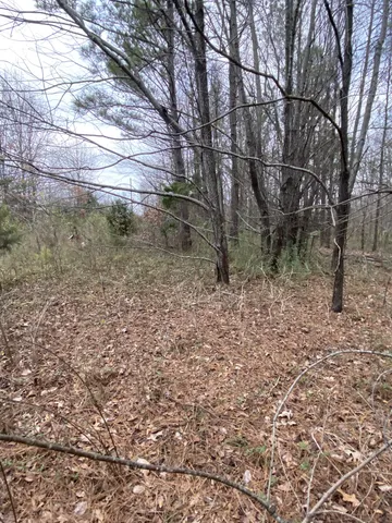 a view of a yard with plants and trees
