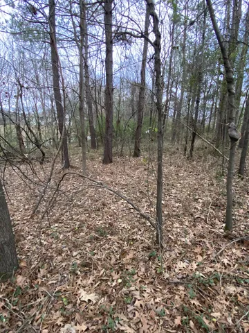 a view of a forest filled with trees