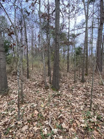 a view of a forest with a tree