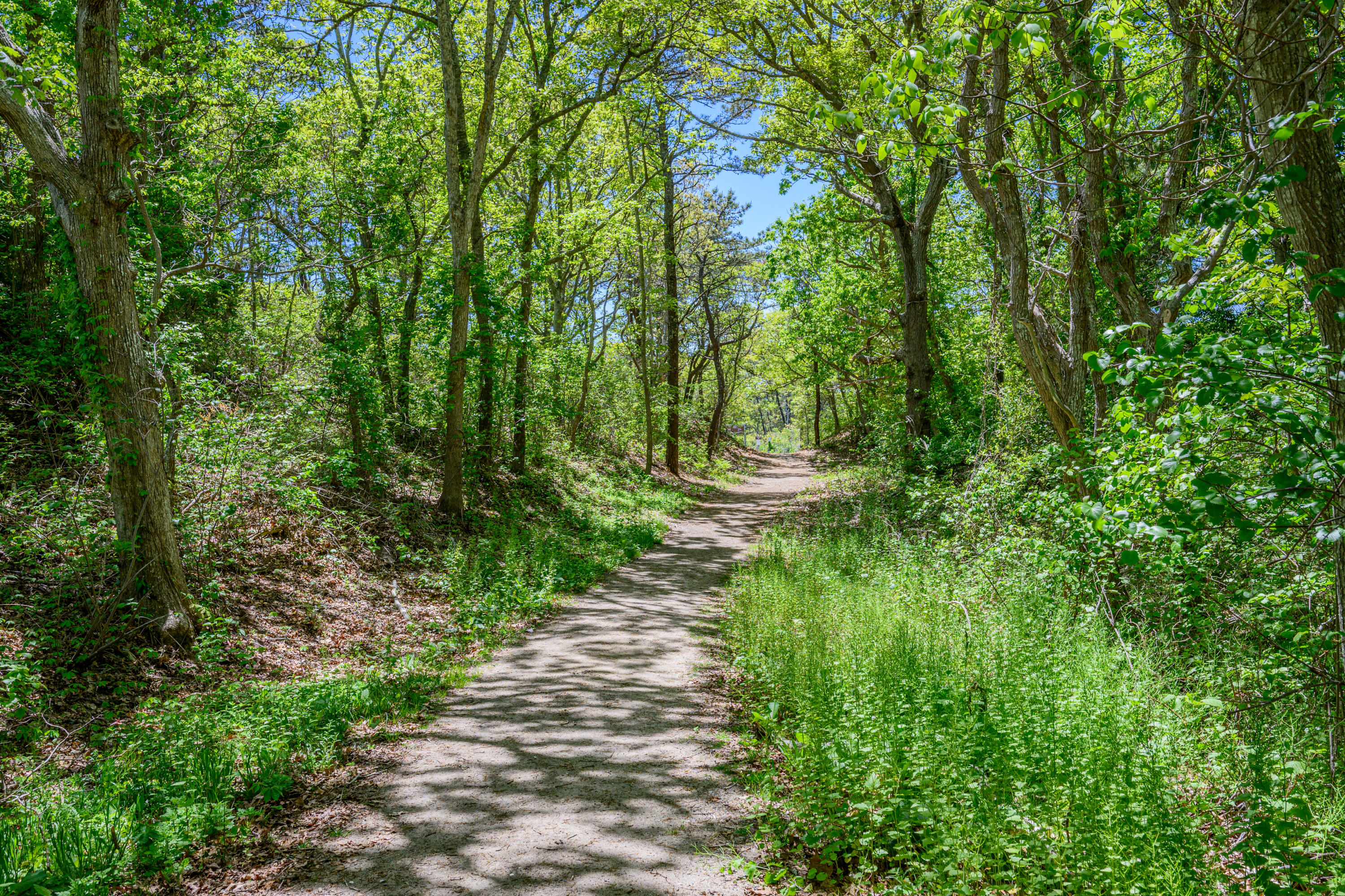 169 Tisquantum Road Chatham, MA 02633 - Photo 39 of 53 private path to beach 1