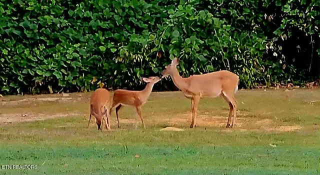 $749,999 | 818 Highway 360, Vonore, TN 37885