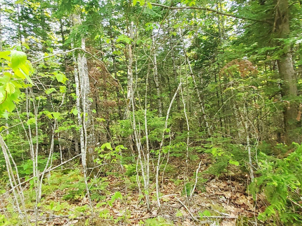 Lot 7 Pleasant Pond Road Milo, ME 04463 - Photo 15 of 32 20260523_144729 adj