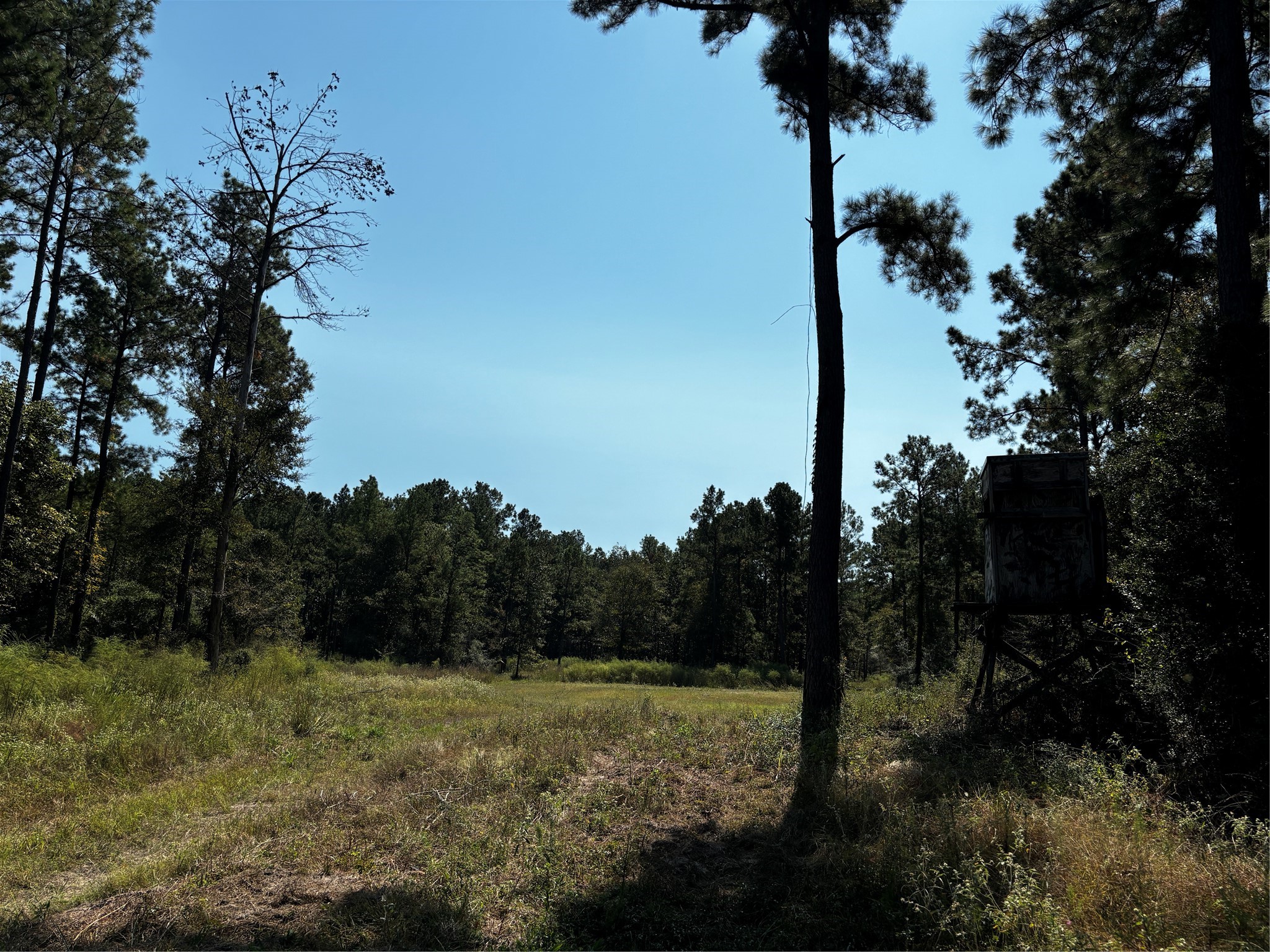 5 Trinity Lady Park Road Trinity, TX 75862 - Photo 2 of 7 a view of a yard