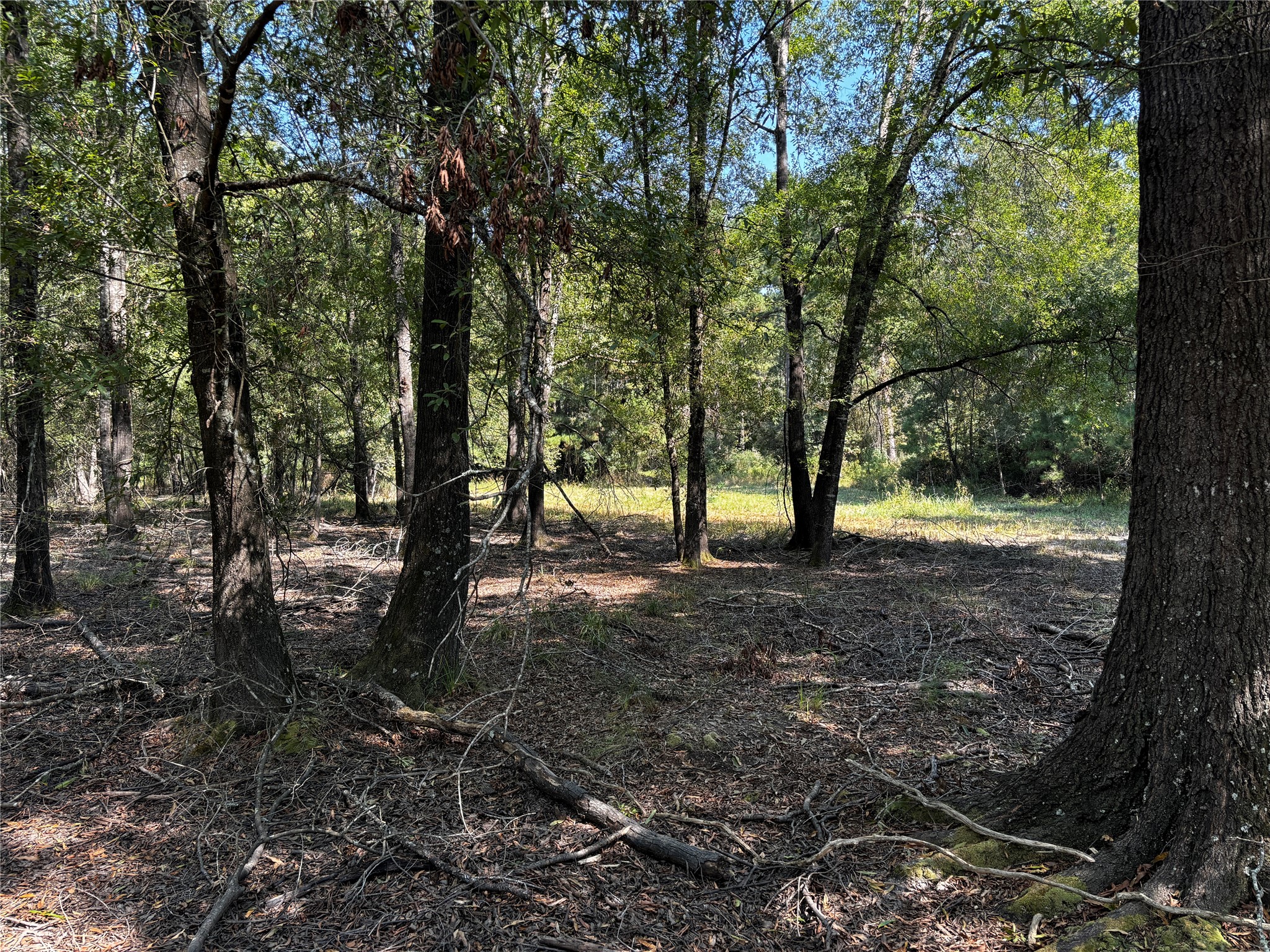 5 Trinity Lady Park Road Trinity, TX 75862 - Photo 6 of 7 a view of outdoor space with lots of trees