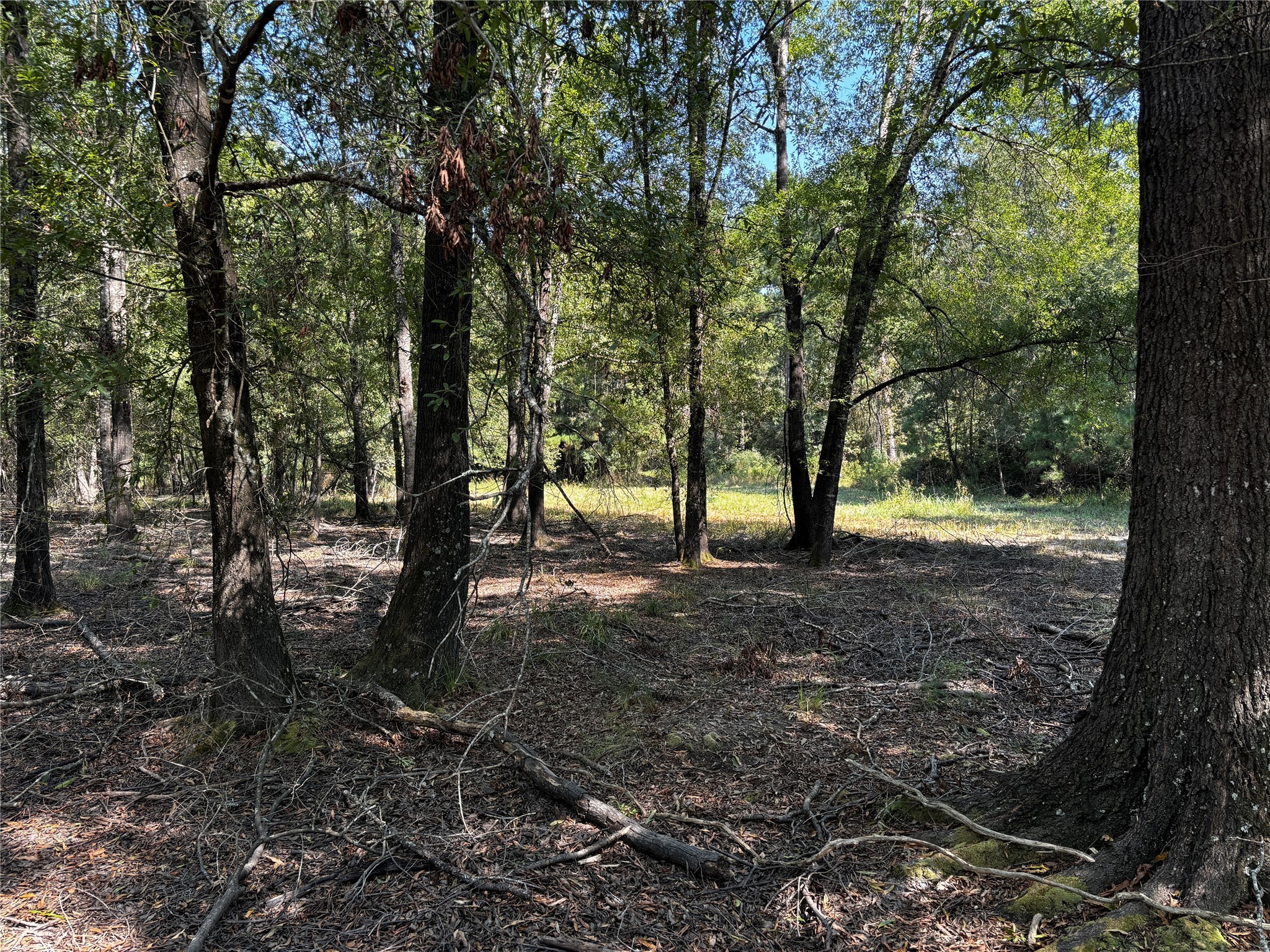 5 Trinity Lady Park Road Trinity, TX 75862 - Photo 6 of 6