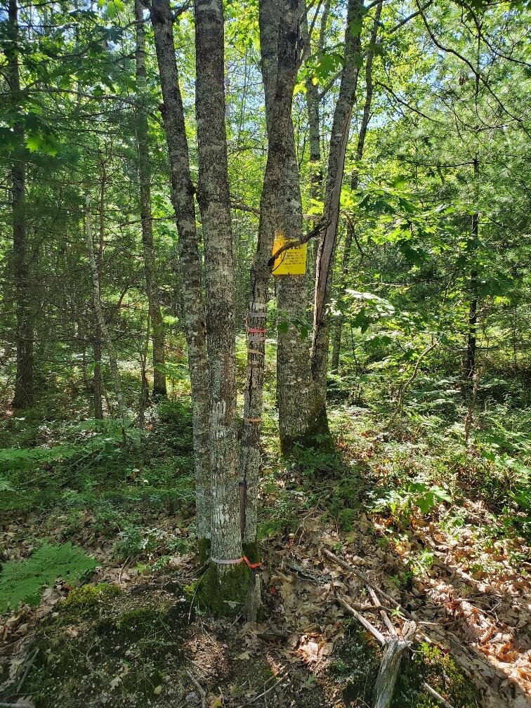 1289 Lane Road Cherryfield, ME 04622 - Photo 5 of 81 southerly front corner