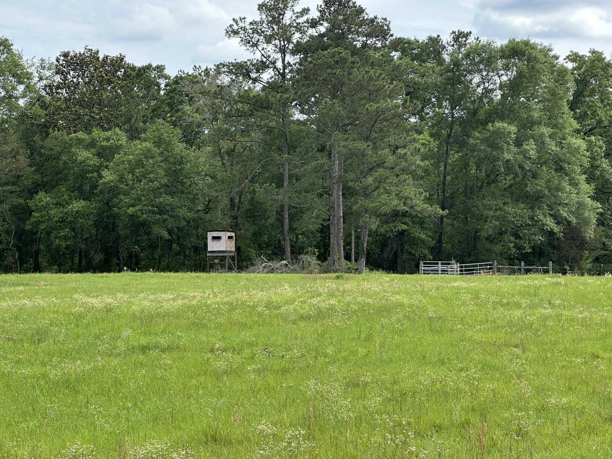 20 / New Ebenezer Road Florala, AL 36442 - Photo 11 of 46 IMG_0039
