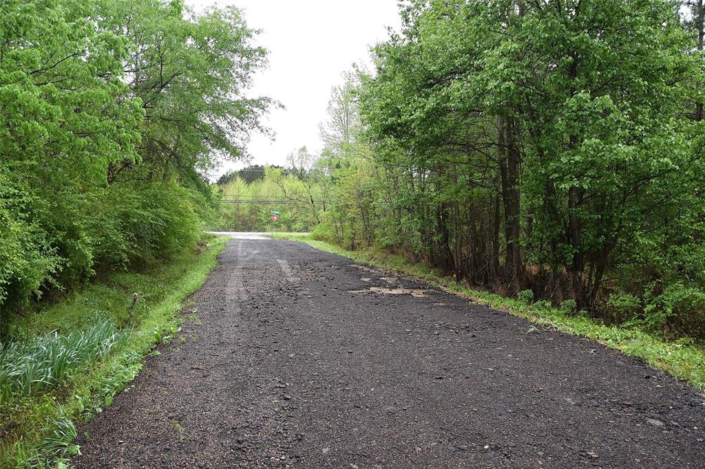 a view of a dirt road with large trees