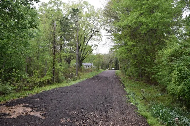 a view of a forest with trees
