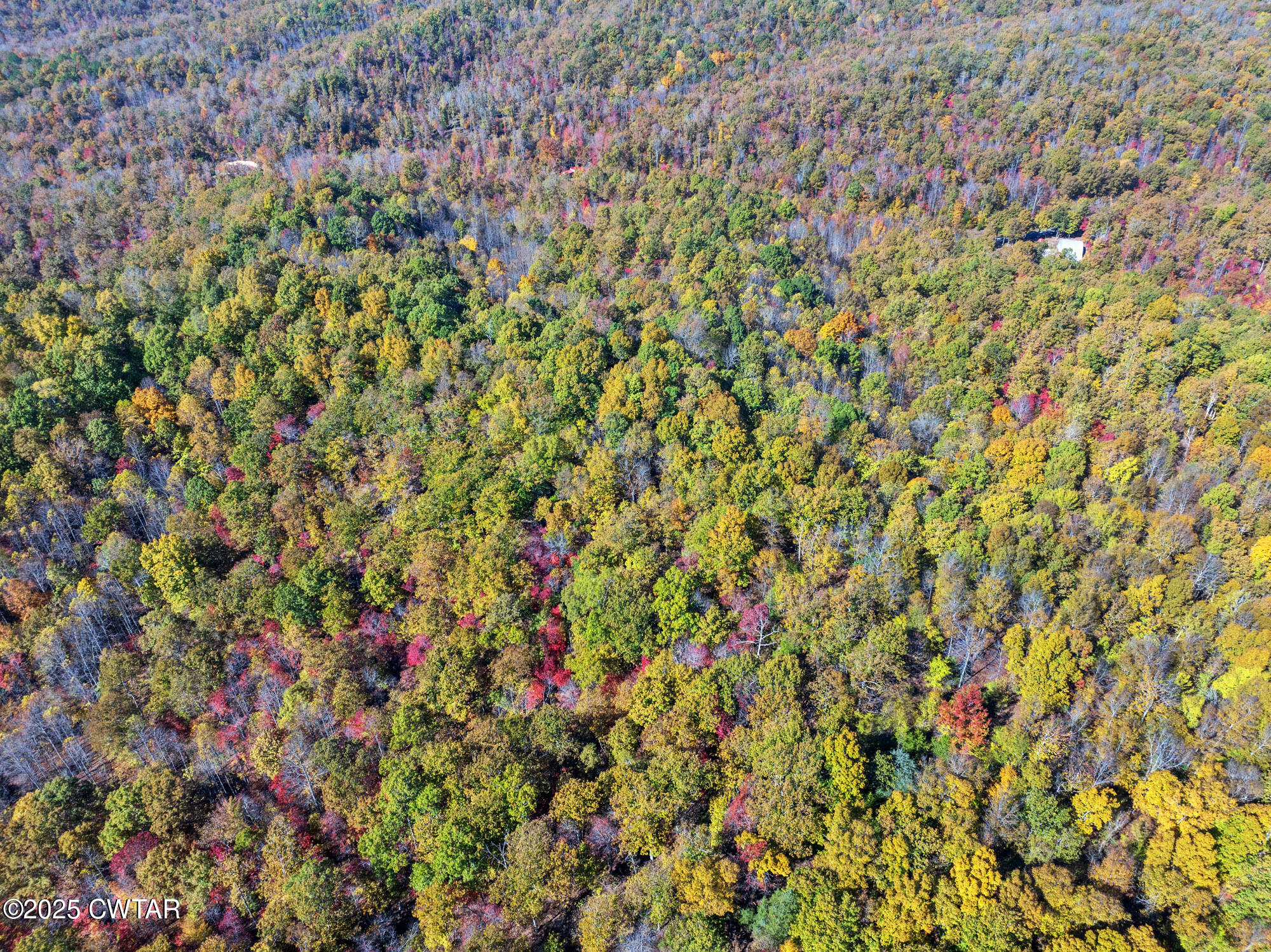 0 Lower Crooked Creek Road Lobelville, TN 37097 - Photo 13 of 15 a view of a plants