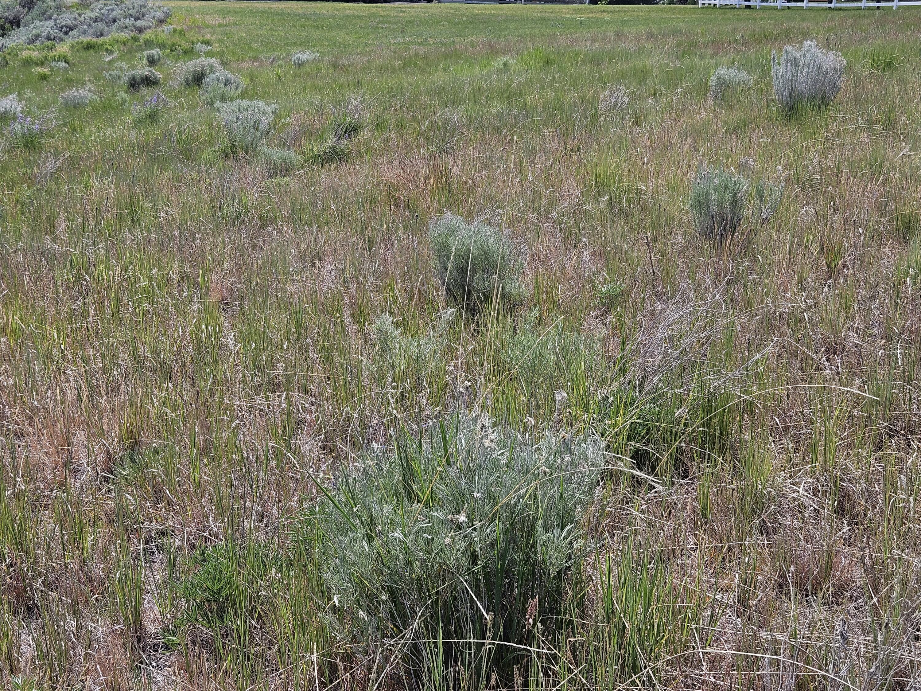 0 Ranchwood Drive, Unit 30 Chiloquin, OR 97624 - Photo 3 of 8 a view of a lush green field