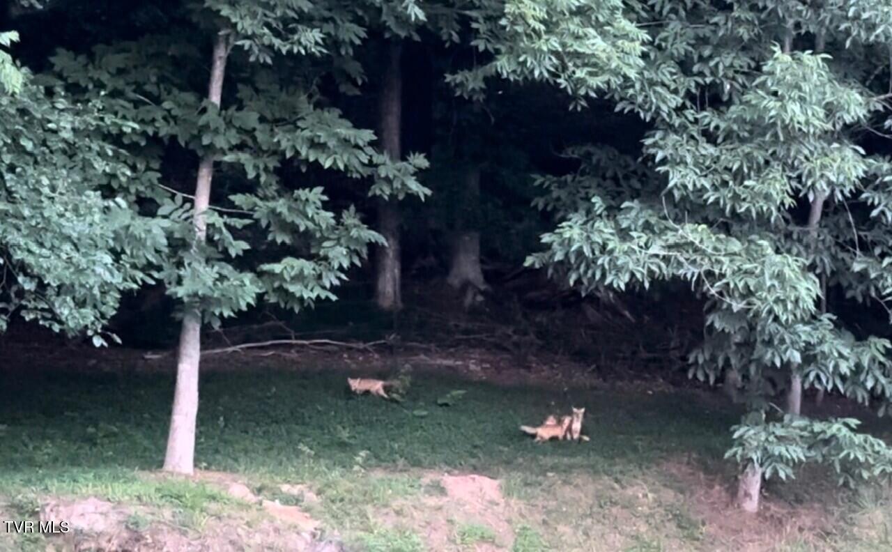 375 Middle Creek Road Afton, TN 37616 - Photo 87 of 119 Foxes 03